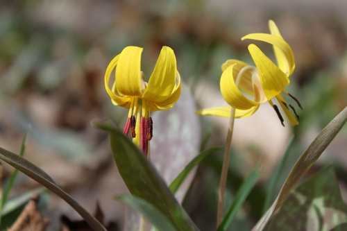 Adders Tongue Flower