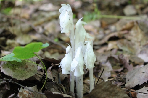 Indian Pipe Mushroom