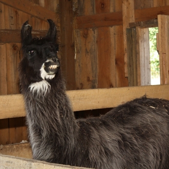 Livestock Barn