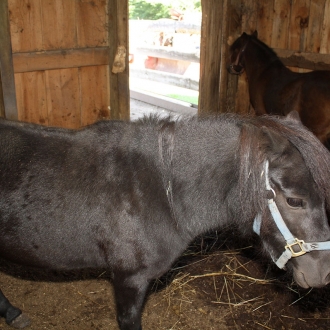 Livestock Barn