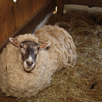 Livestock Barn
