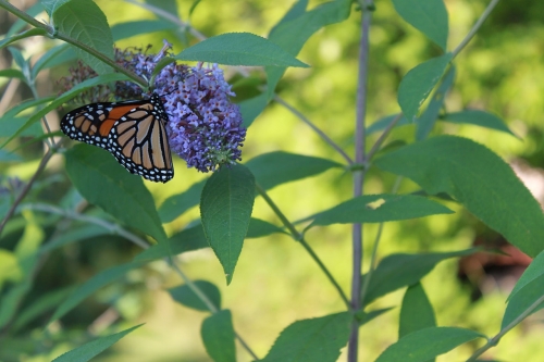 Monarch Butterfly