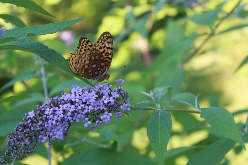 Silver Spotted Fritillary