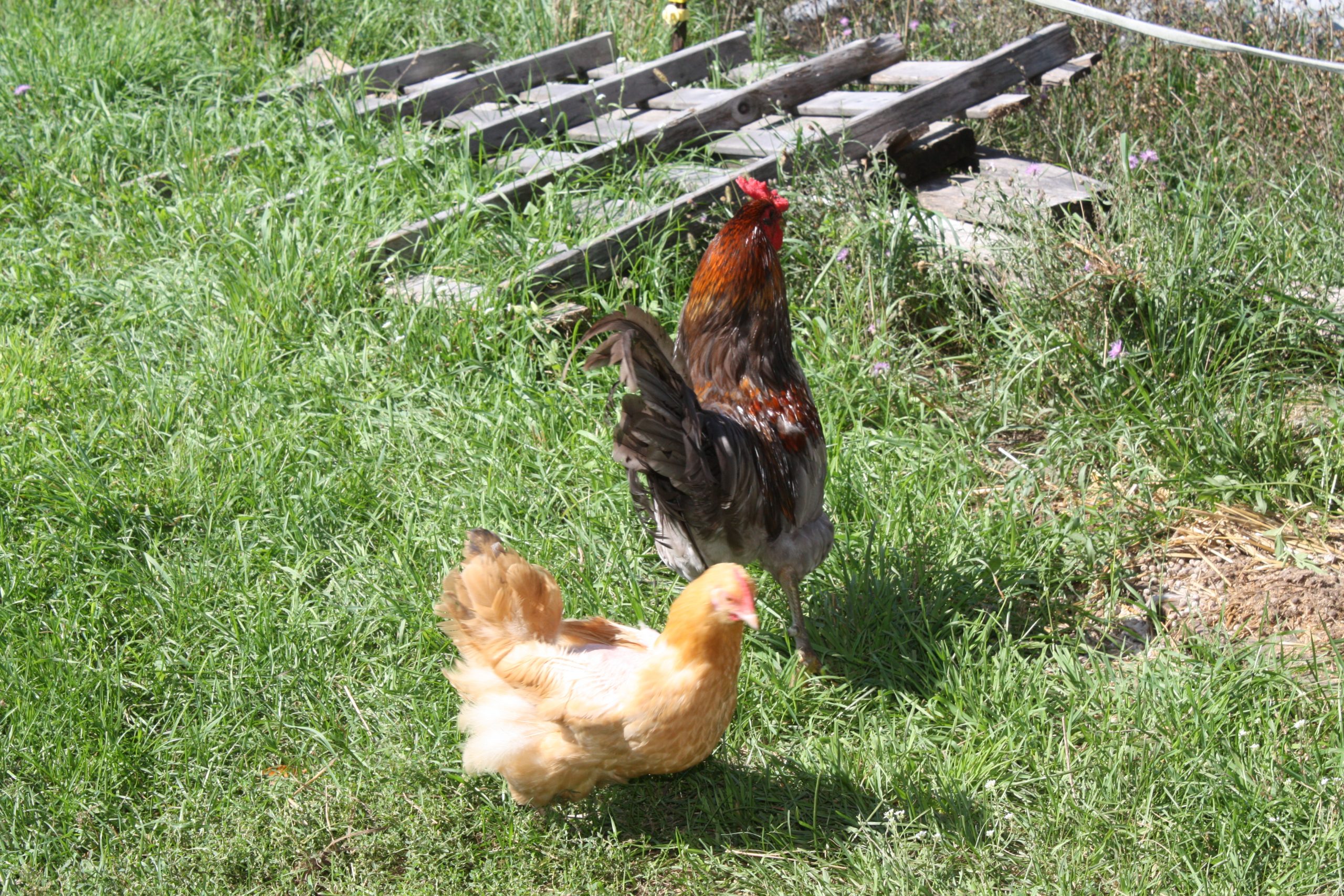 summer-schedule-begins-wellington-farm-usa
